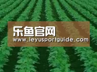 种植基地六