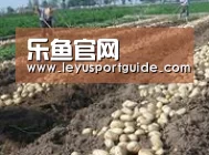 种植基地八