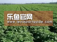 种植基地五(图1)