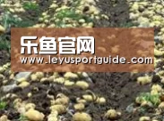 种植基地八(图1)