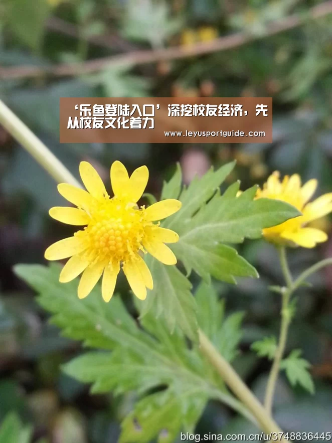 乐鱼官网